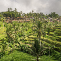 Tegalalang rice terraces 